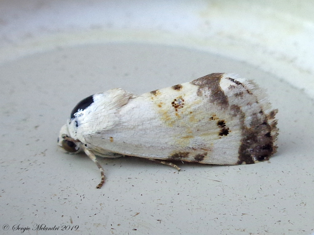 ID Noctuidae: Acontia (Acontia) lucida